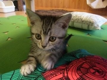 ネコカフェひなたぼっこ 地図 写真 奈良市 カフェ ぐるなび