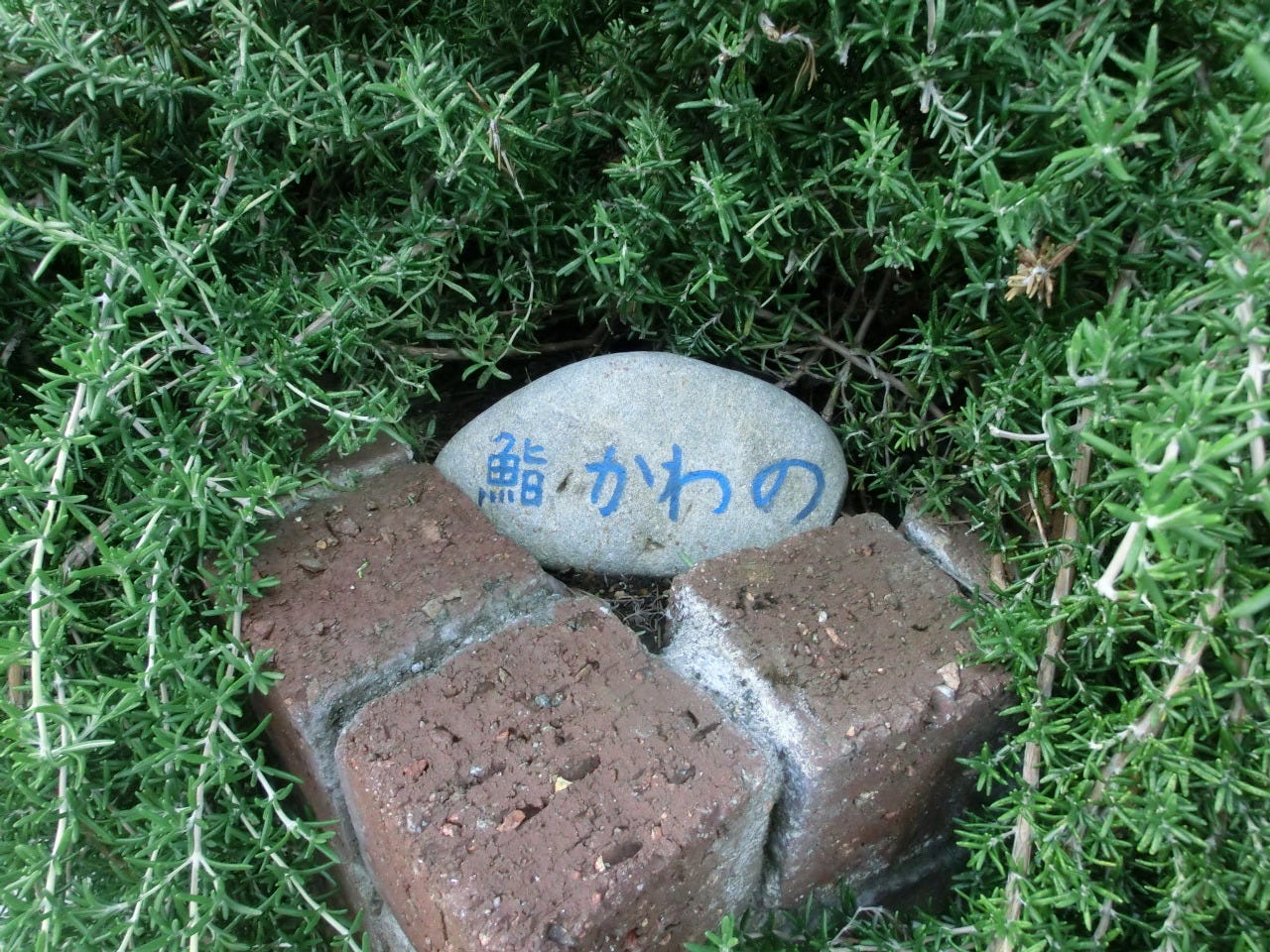 鮨 かわの 地図 写真 調布 寿司屋 ぐるなび 鮨 かわの 地図 写真 調布 寿司屋 ぐるなび