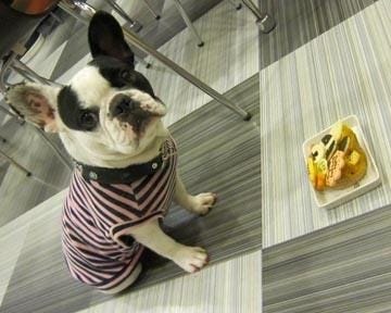 Doglab Bubble Boo ドッグラボバブルブー 地図 写真 姫路 カフェ ぐるなび