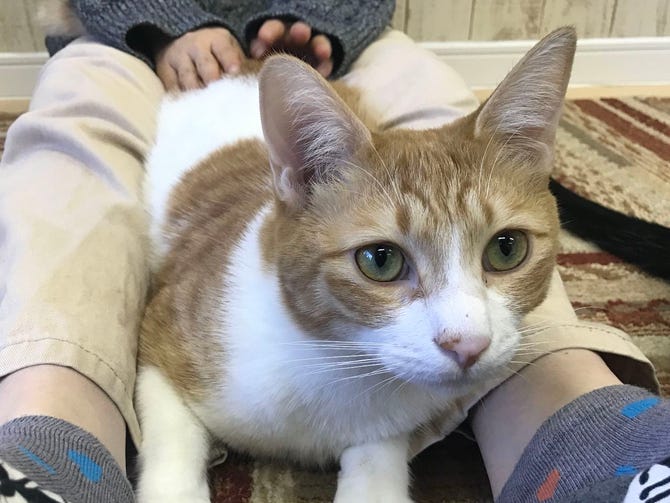 猫カフェ にゃんくる 鎌倉店 地図 写真 鎌倉 カフェ ぐるなび