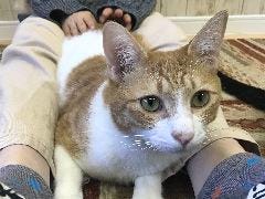 21年 最新グルメ 猫カフェ にゃんくる 鎌倉店 鎌倉 レストラン カフェ 居酒屋のネット予約 神奈川版 21年 最新グルメ 猫カフェ にゃんくる 鎌倉店 鎌倉 レストラン カフェ 居酒屋のネット予約 神奈川版