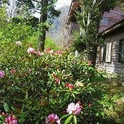 四国山岳植物園 岳人の森 観月茶屋 の画像