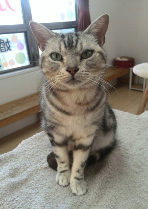 猫カフェnyaon 地図 写真 太宰府 二日市 カフェ ぐるなび