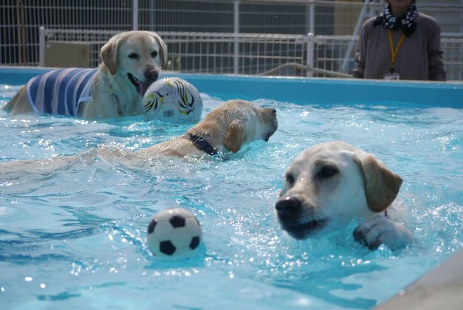 ドッグスガーデン ペスカ 地図 写真 伊勢 ドッグカフェ ぐるなび