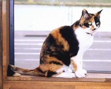 喫茶 ひなた 地図 写真 長岡 喫茶店 ぐるなび
