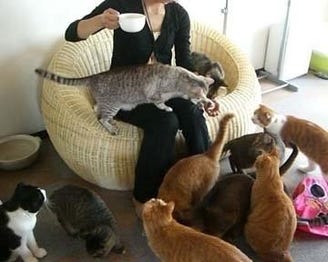 らぶねこ 地図 写真 札幌大通 狸小路 カフェ ぐるなび