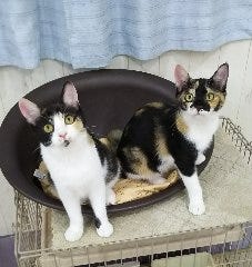 22年 最新グルメ 猫カフェ にゃんくる 桜木町店 桜木町 レストラン カフェ 居酒屋のネット予約 神奈川版