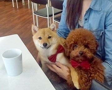 Huwan Cafe ヒューワンカフェ 地図 写真 小倉北区 カフェ ぐるなび