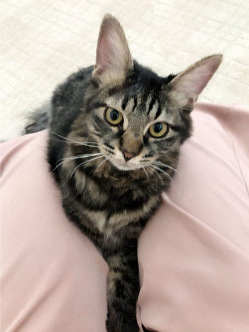 猫カフェ にゃんくる 蒲田店 地図 写真 蒲田 カフェ ぐるなび
