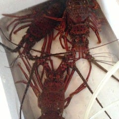 平塚居酒屋 にかいのおく_活きたまま入荷の伊勢海老【神奈川県】