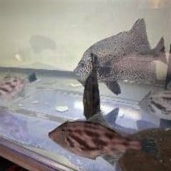 創作料理 遊食庵