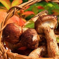 【9月～10月】松茸土瓶蒸し~牛フィレステーキと日の出町畜養あわび 料理長吉岩大志 特撰プラン「いざよい」