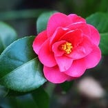 【1月～2月限定】鮮魚のお刺身6種盛り～新春の西多摩食材～肉料理〜にぎり寿司等 季節の特撰会席『つばき』