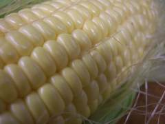 旨いもん屋  「根っこ」