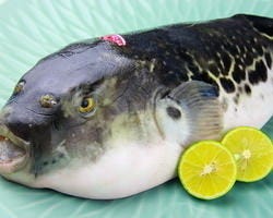 本町 一誠 メニュー 冬季限定ふぐ料理 ぐるなび
