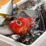 小田原漁港の朝獲れ鮮魚を、刺身や寿司など多彩な調理法でご提供