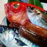 ◆平塚漁港で獲れた朝獲れ鮮魚◆