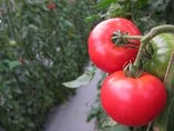 トマト好きのためのトマト「アップルスター」【静岡県浜松市】