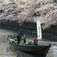 桜の名所「大横川」の桜クルーズ♪一隻22名様まで乗船可能。