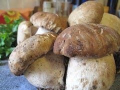 きのこの王様　ポルチーニ茸