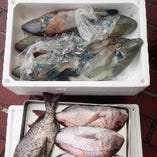 瀬戸内の鮮魚【岡山県】