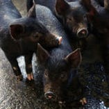 「琉球在来種アグー」・「鹿児島黒豚」・「デュロック」
この３品種を交配させた独自の豚である。