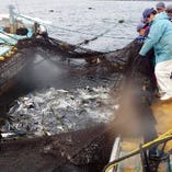 朝市場に直接買い付けに行き、新鮮鮮魚を仕入れております！