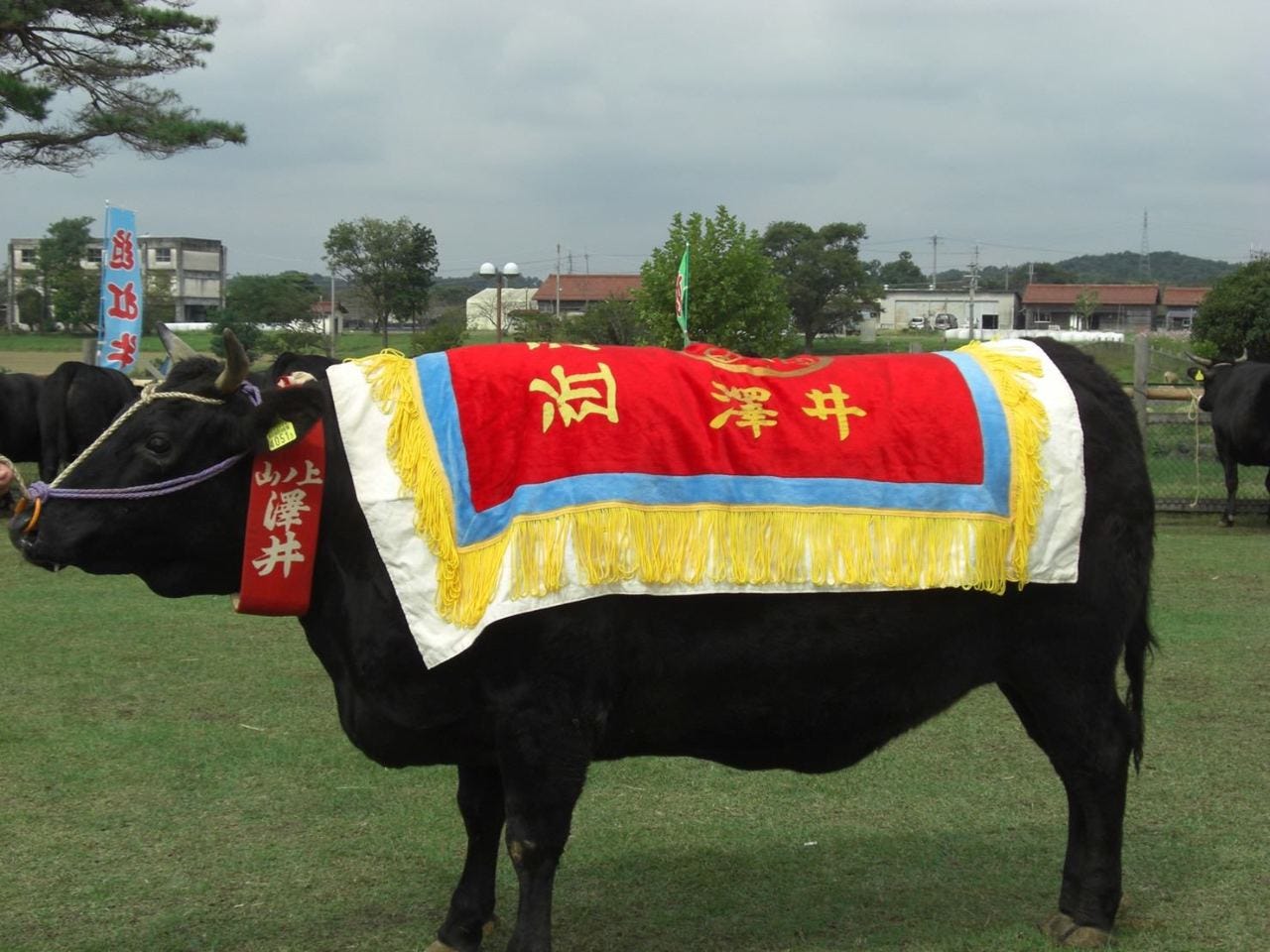 近江 澤井姫和牛