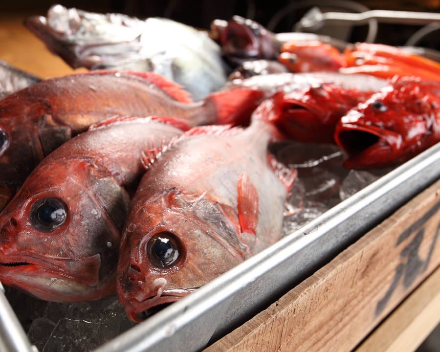 沼津かねはち 自慢の食材 鮮魚 ぐるなび 沼津かねはち 自慢の食材 鮮魚 ぐるなび