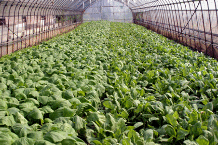 味すゞ亭 和香NODOKA