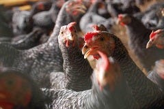 シャポーン鹿児島鶏 Dynamic Kitchen & Bar 響 新宿サザンタワー店_シャポーン鹿児島鶏