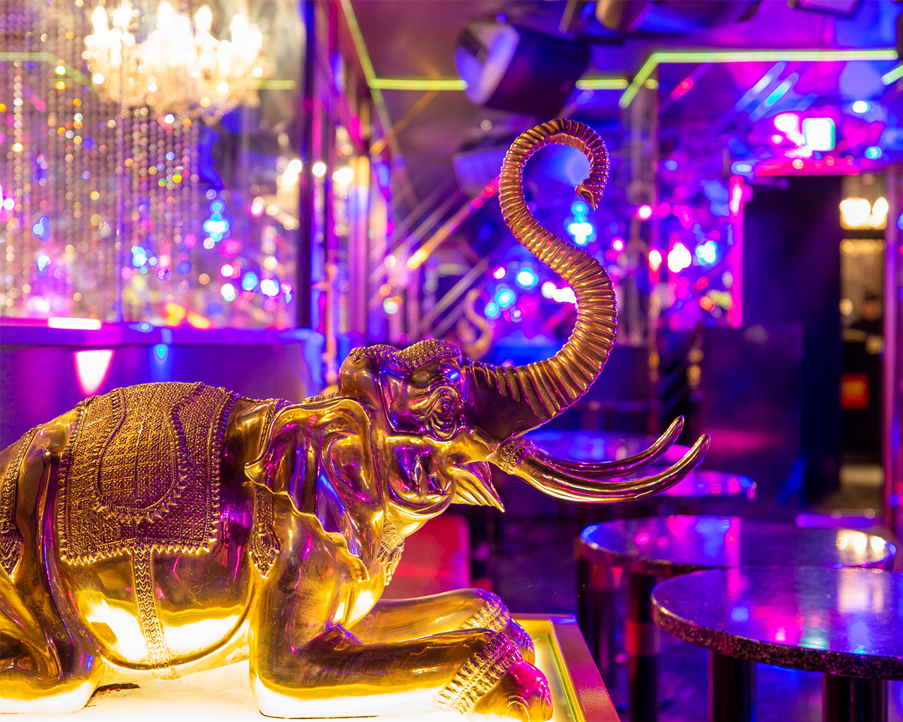 Maharaja Roppongi (Roppongi/Party Spaces) - Rakuten GURUNAVI