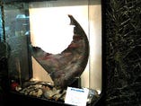 地上最大のフカヒレを展示中
【ウバザメのフカヒレ】
