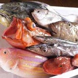 チヌ、ハチガラ、イジミなど毎日入荷の銘魚【北海道】