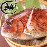 季節のブランド魚を赤字大特価でご提供。今時期は『愛媛県産みかん鯛』お刺身