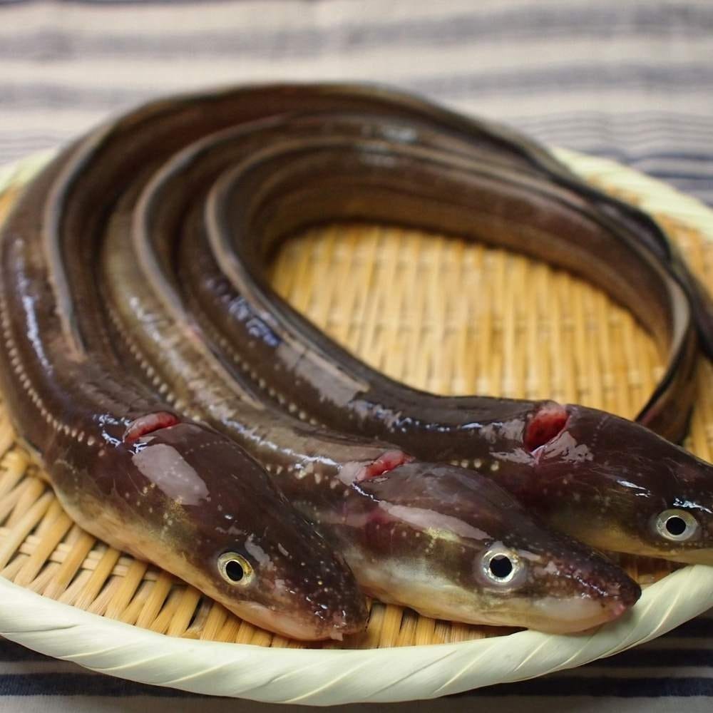 直送鮮魚で日本酒を楽しむ のぞみ 蒲田 自慢の食材 島根県隠岐 大田漁港の直送鮮魚 穴子 サザエ 牡蠣 ぐるなび