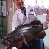 毎日、高知の漁港から新鮮な魚が届きます