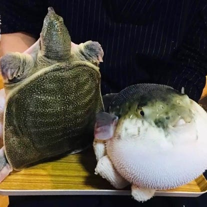 美味しいお店が見つかる 沖縄県のふぐ ふぐ料理 でおすすめしたい人気のお店 ぐるなび