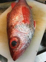 活き〆神経抜きのどぐろ 日本一の魚、多岐に渡る調理法で