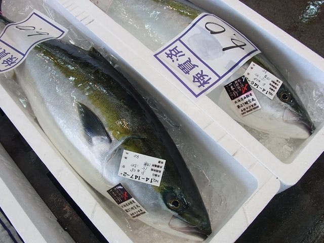 霞月楼 自慢の食材 船上活〆神経抜き釣鰤 下山スペシャル ぐるなび