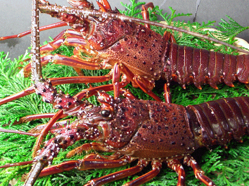 伊勢海老チリソース 特大フカヒレ姿煮 2時間飲み放題付 喜禄コース 全10品 の詳細 飲茶点心 餃子酒家 福盈門別館 鶴見店 鶴見 居酒屋 ぐるなび