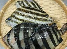 地魚各種取り揃えてます!