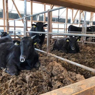 近江焼肉ホルモンすだく 沼津駅前店_近江牛を職人が真心込めて手切り!