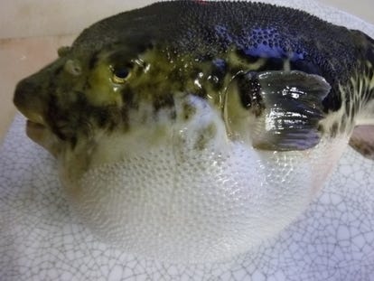 刺身の美味しいお店 淡路島でおすすめしたい人気のお店 ぐるなび