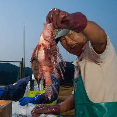 宮崎県 島野浦産 空飛ぶ今朝ドレ鮮魚