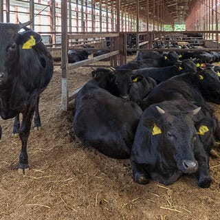 片面炙り焼肉 じゅう兵衛 GOKINJO  こだわりの画像