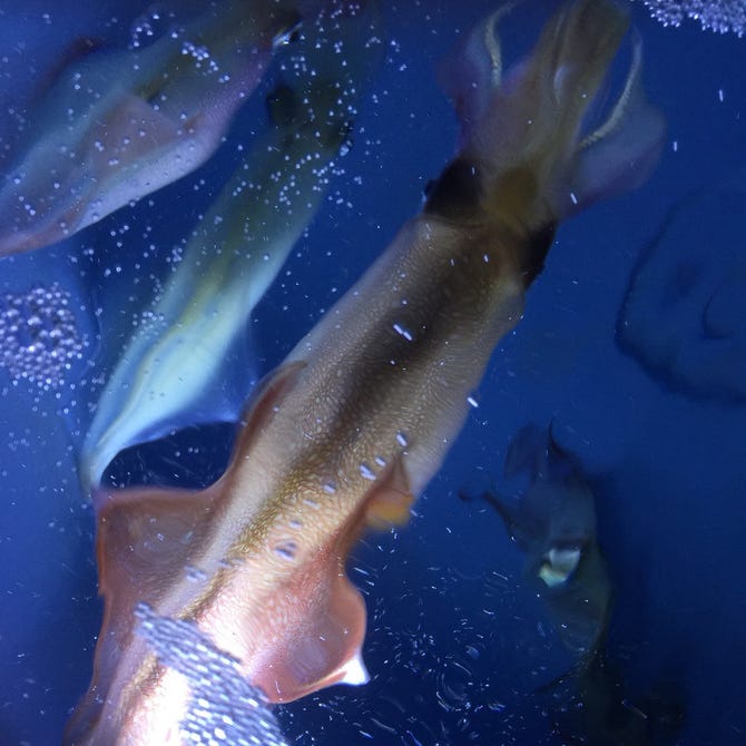 泳ぎイカと創作料理 七福庵 肥後橋 海鮮 海鮮料理 ぐるなび