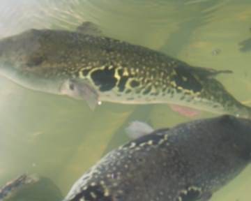 札幌ふぐ料理専門店 ふくの家たなか 狸小路 和食 地域共通クーポン Goo地図