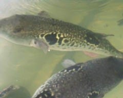 札幌ふぐ料理専門店 ふくの家たなか