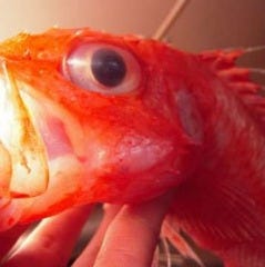 にほんいち水産直営 居酒屋あらた 本店